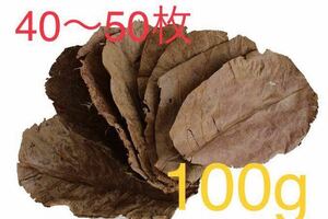 [100g]自然モモタマナマジックリーフ(無農薬)