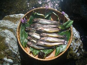 【内臓処理済】雪代いわな10尾【天然渓流魚】