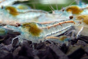 [10 pcs ] blue Jerry shrimp { less selection another } Cherry shrimp organism 