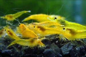 [10 pcs ] yellow Cherry shrimp { less selection another } Cherry shrimp organism 