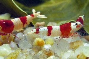 [10 pcs ] Red Bee Shrimp { less selection another } Cherry shrimp organism 