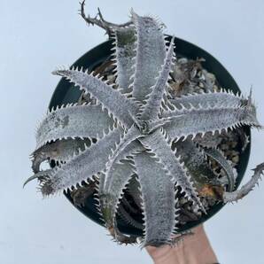 Dyckia HU-5 x Billbaker ディッキア ワサビ ブロメリアの画像1