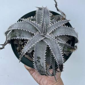 Dyckia HU-5 x Billbaker ディッキア ワサビ ブロメリアの画像4