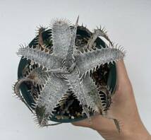 Dyckia marnier-lapostollei var.estevesii ’WBC2006 Bill Bakercs Clone’ディッキアブロメリア_画像2