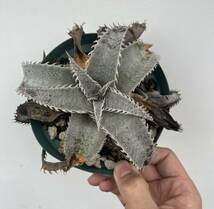 Dyckia marnier-lapostollei ディッキアブロメリア_画像1