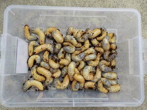 50 домашних жуков 3 -личинок -лечебные личинки