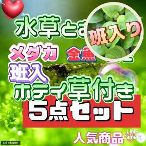 水草とおもりの５点セット＋おまけ　班入りホテイ　アナカリス　他