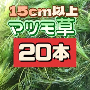 天然　マツモ　マツモ草　20本 無農薬