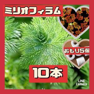 水上葉　ミリオフィラム　10本おもり5個付き　無農薬　おもりにセット