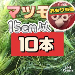 天然　マツモ　マツモ草　10本おもり5個　無農薬