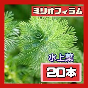 水上葉　ミリオフォラム　20本 無農薬