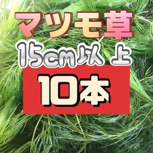 天然　マツモ　マツモ草　10本　無農薬