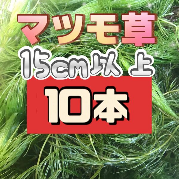 天然　マツモ　マツモ草　10本　無農薬