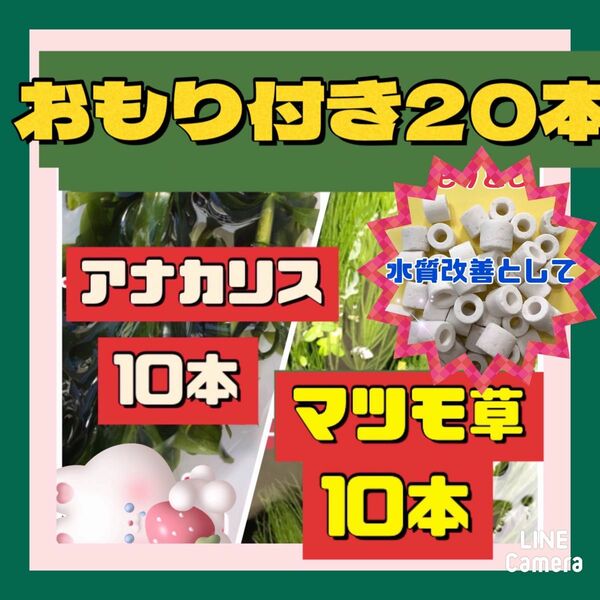 天然水草　20本とおもりのセット　アナカリス　マツモ草　おもり