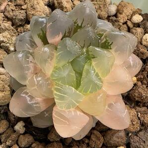 多肉植物 ハオルチア 姫オブツーサ錦 超美品 糊斑の画像1