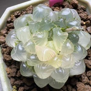 多肉植物 ハオルチア 姫オブツーサ錦 透明窓 超美品の画像1