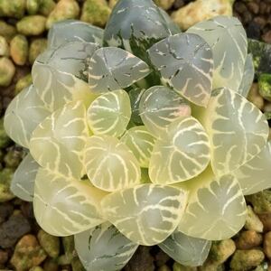  succulent plant is oru Cheer haworthia OB-1 purple ob two sa. finest quality .