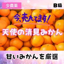 10kg【産地直送】高いコスパ！数量限定！甘い 清見 きよみ 有田みかん_画像1