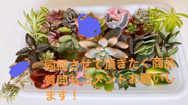 タイムセール！多肉植物　セット　胡蝶の舞錦、子宝草、センペルビウム他