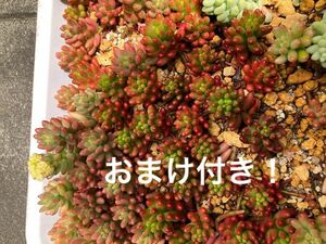 多肉植物　オーロラ、虹の玉