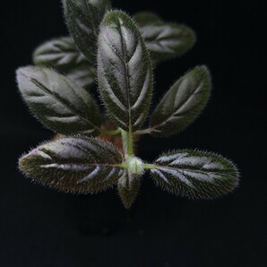 コルムネア columnea spathulata 南米産の着生イワタバコ パルダリウム ビバリウム 常湿の画像5