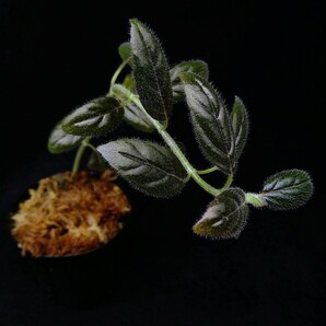 コルムネア columnea spathulata 南米産の着生イワタバコ パルダリウム ビバリウム 常湿の画像4
