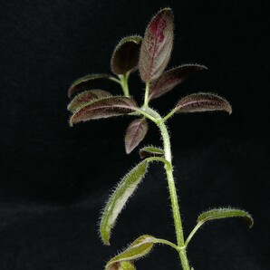 コルムネア columnea spathulata 南米産の着生イワタバコ パルダリウム ビバリウム 常湿の画像6