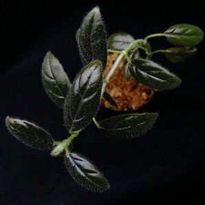 コルムネア columnea spathulata 南米産の着生イワタバコ パルダリウム ビバリウム 常湿の画像3