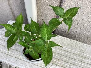 山紫陽花　星の雫