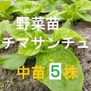 【ネコポス】中苗5株 チマサンチュ苗　無農薬　農薬不使用　野菜苗