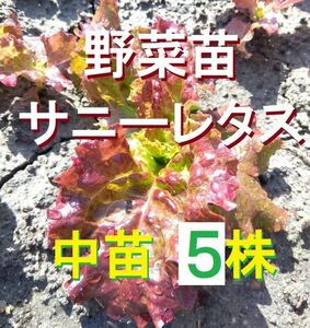 【ネコポス】中苗5株 サニーレタス苗　無農薬　農薬不使用　野菜苗