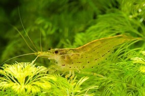 50 pcs Yamato freshwater prawn 2 from 3CM moss taking . crustaceans freshwater fish tropical fish organism prompt decision 80 size Kanto postage 873 jpy 