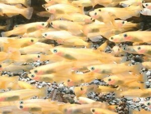 １００匹 生き餌 メダカ ２CM前後 淡水 熱帯魚 生体 即決 ８０サイズ関東送料８７３円