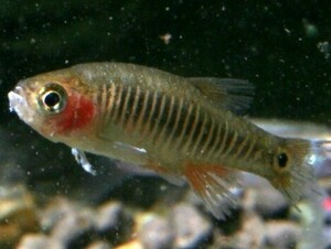 ３０匹 ミクロラスボラ エリスロミクロン １から２ＣＭ SM/MSサイズ 淡水魚 熱帯魚 生体 即決 ８０サイズ関東送料８７３円