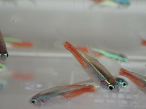 ★３００匹 ★ネオンテトラ★ １から２ＣＭ SM/MSサイズ カラシン 淡水魚 熱帯魚 生体 即決 関東送料１１１１円★