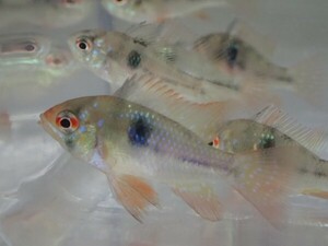 １０匹 国産オランダラミレジ ３ＣＭ前後 SM/MSサイズ 淡水魚 熱帯魚 生体 即決 ８０サイズ関東送料８７３円