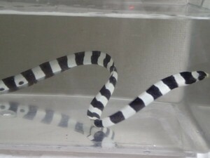 シマウミヘビ １匹 ６０ＣＭ前後 フィリピン 海水魚 熱帯魚 生体 即決 １００サイズ関東送料１１１１円