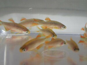 １０匹 ミクロラスボラ SP. HANABI １から２ＣＭ SM/MSサイズ 淡水魚 熱帯魚 生体 即決 ８０サイズ関東送料８７３円