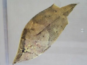 ３匹 リーフフィッシュ ５ＣＭ前後 SMサイズ 淡水魚 熱帯魚 生体 即決 １００サイズ関東送料１１１１円