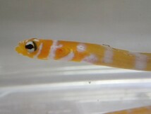 ２匹 ニシキアナゴ セブ SM/MSサイズ フィリピン 希少 海水魚 熱帯魚 生体 即決 ８０サイズ関東送料８７３円_画像6