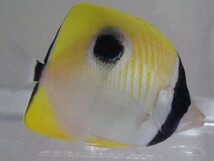 イッテンチョウチョウウオ １匹 ４から６ＣＭ SM/MSサイズ インドネシア 海水魚 熱帯魚 生体 即決_画像2