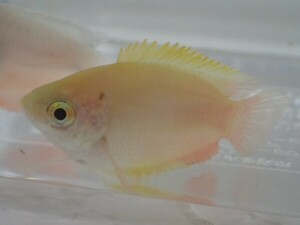 １０匹 ゴールデンハニー ドワーフグラミー ３から５ＣＭ MS/Mサイズ 淡水魚 熱帯魚 生体 即決 ８０サイズ関東送料８７３円