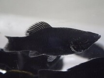 ５０匹 ブラックモーリー ３から５CM MSサイズ 熱帯魚 淡水 生体 即決 １００サイズ関東送料１１１１円_画像3