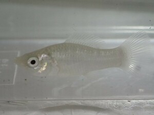 ５０匹 シルバーモーリー ３から４ＣＭ Mサイズ 淡水魚 熱帯魚 生体 即決 １００サイズ関東送料１１１１円