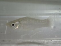 ３０匹 シルバーモーリー ３から４ＣＭ Mサイズ 淡水魚 熱帯魚 生体 即決 １００サイズ関東送料１１１１円_画像4