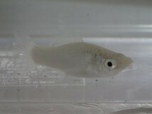 ３０匹 シルバーモーリー ３から４ＣＭ Mサイズ 淡水魚 熱帯魚 生体 即決 １００サイズ関東送料１１１１円_画像3