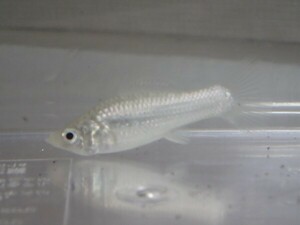 ３０匹 シルバーモーリー ３から４ＣＭ Mサイズ 淡水魚 熱帯魚 生体 即決 １００サイズ関東送料１１１１円