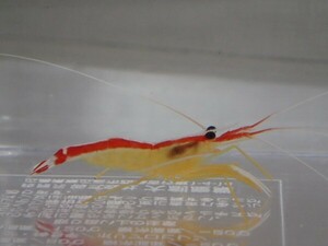 ２匹 スカンクシュリンプ インド洋 SMサイズ スリランカ コケ取り用 甲殻類 海水魚 熱帯魚 生体 即決 ８０サイズ関東送料８７３円