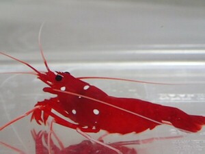 ２匹 ホワイトソックス インド洋 M/MLサイズ スリランカ コケ取り用 甲殻類 海水魚 熱帯魚 生体 即決 ８０サイズ関東送料８７３円