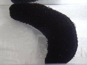 ３匹 クロナマコ インド洋 ５から７ＣＭ SM/MSサイズ スリランカ 海水魚 熱帯魚 生体 即決 １００サイズ関東送料１１１１円